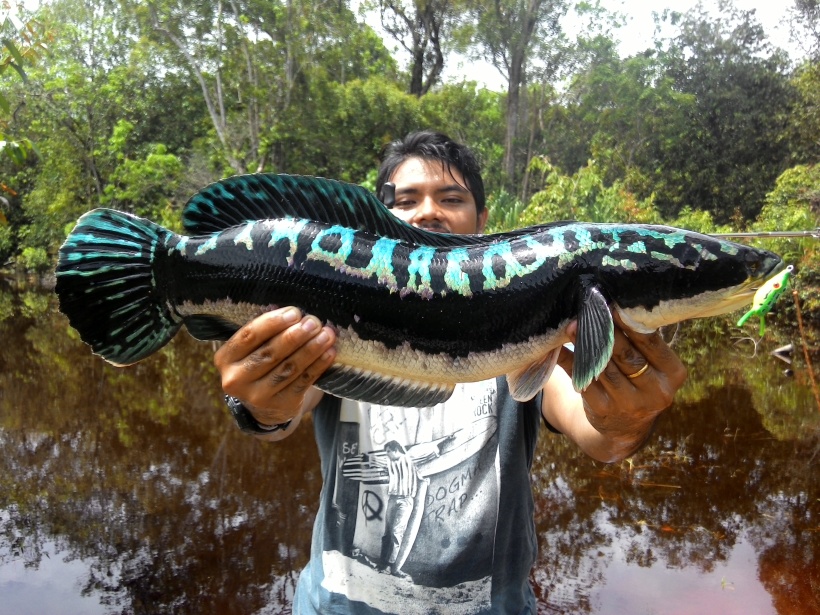 Gambar Menaklukan Predator Ikan Toman Giant Snakehead 
